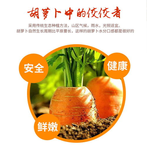 沙地紅蘿卜 農家自種的健康美味