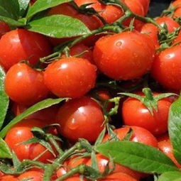 深圳最專業(yè)的蔬菜農產品配送公司——食隆軒 企業(yè)后勤專家與新鮮蔬菜供應商