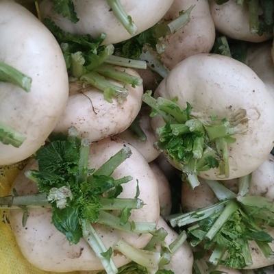 山東臨沂蘭山區優質盤菜批發，溫州新鮮盤菜5斤裝僅32元/件