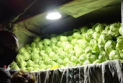 別慌！500噸新鮮菜來了，天津人今天就能買到