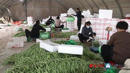 莘縣蔬菜千里馳援，魯滬吉共筑“菜籃子”長城