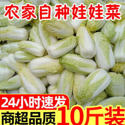 現摘現發，新鮮直達 農家黃心娃娃菜，火鍋與批發的時令之選